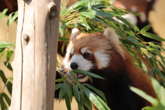 旭山動物園にて