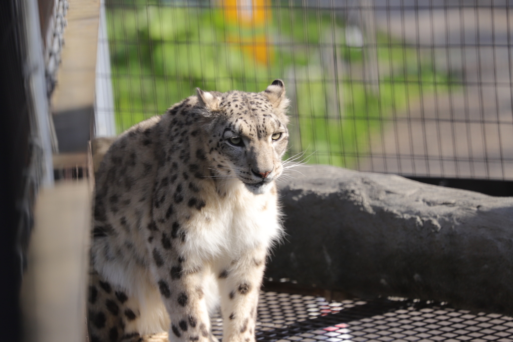 旭山動物園にて