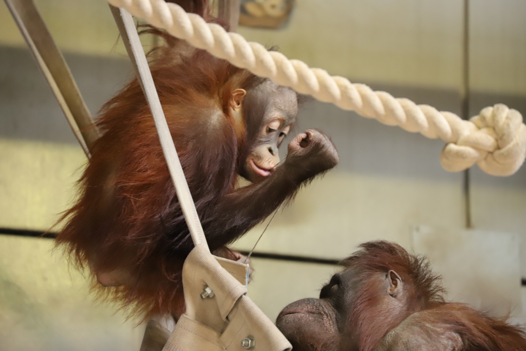 旭山動物園にて