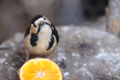 旭山動物園にて