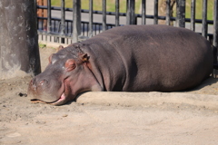 「旭山動物園」にて