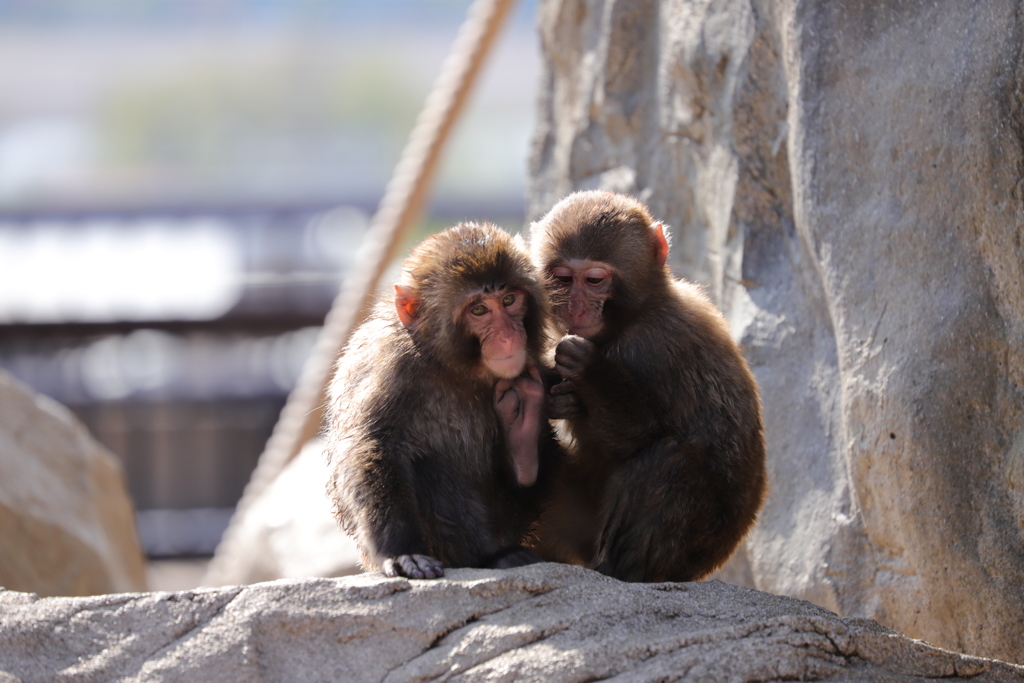 旭山動物園にて