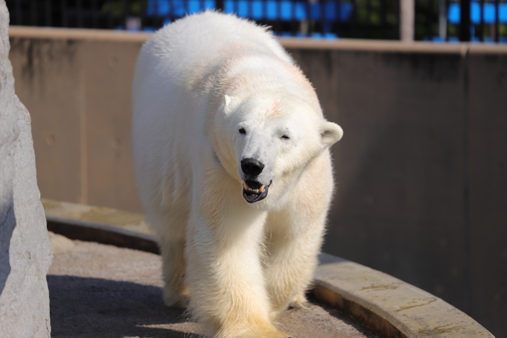旭山動物園にて