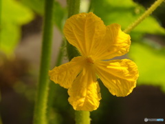 きゅうりの花