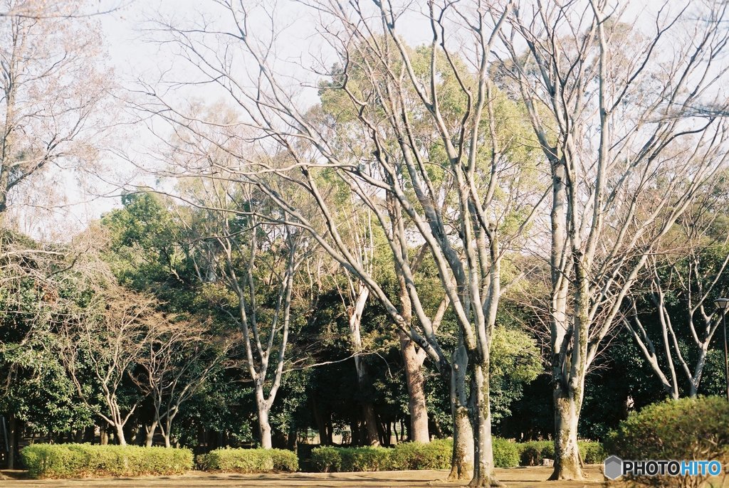 近所の公園