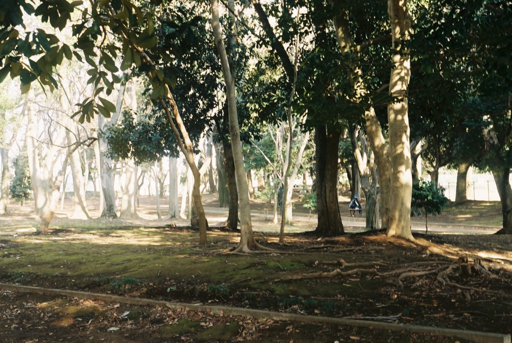 近所の公園