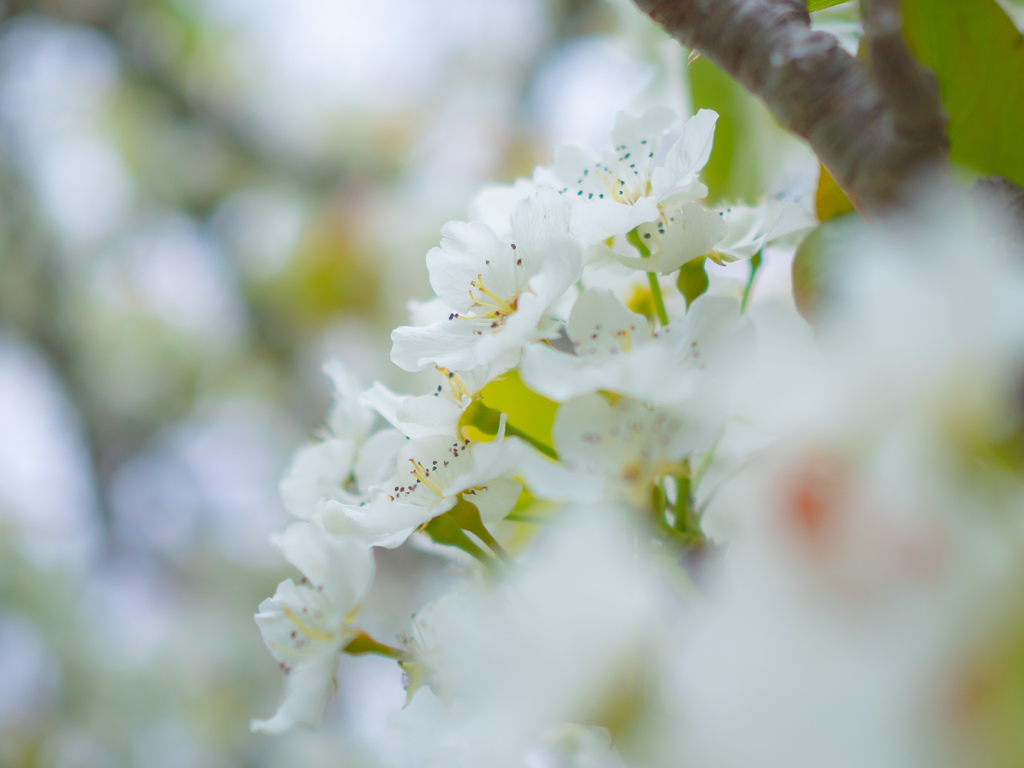 梨の花