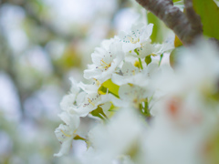 梨の花