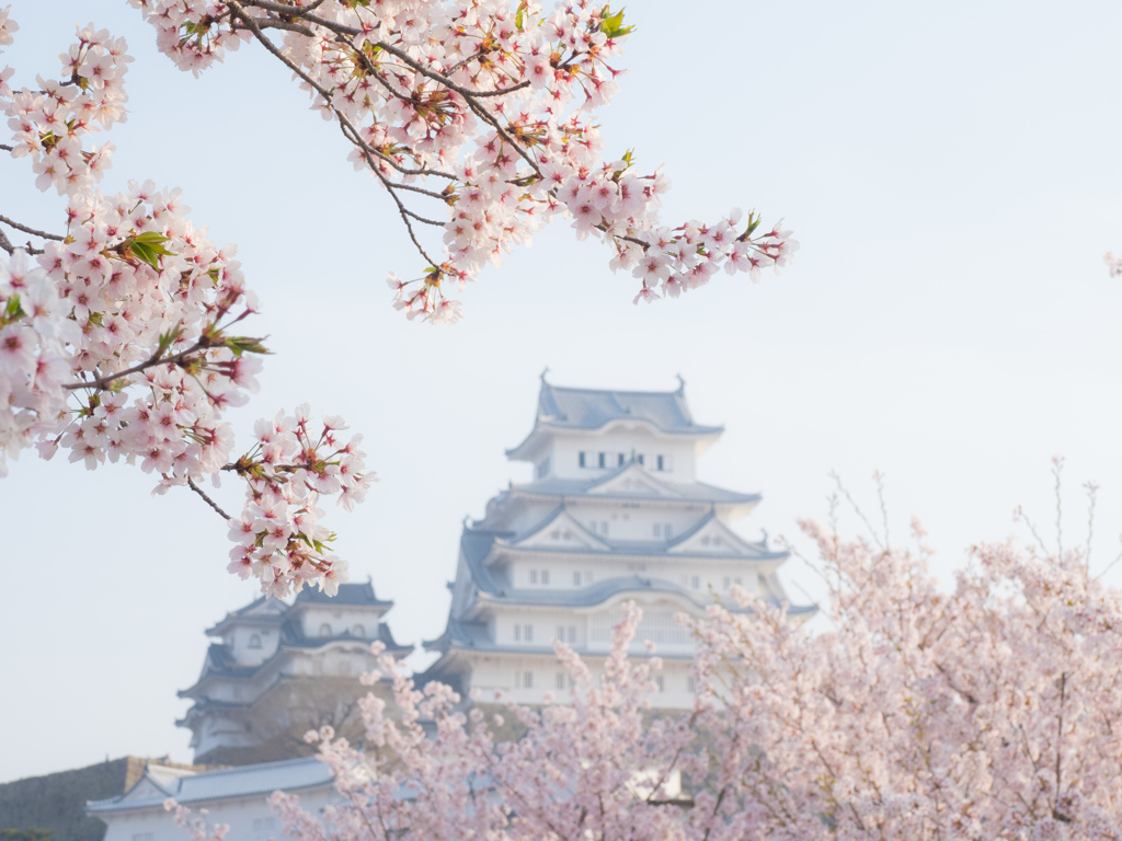 姫路城の桜