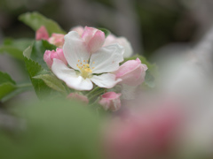 林檎の花