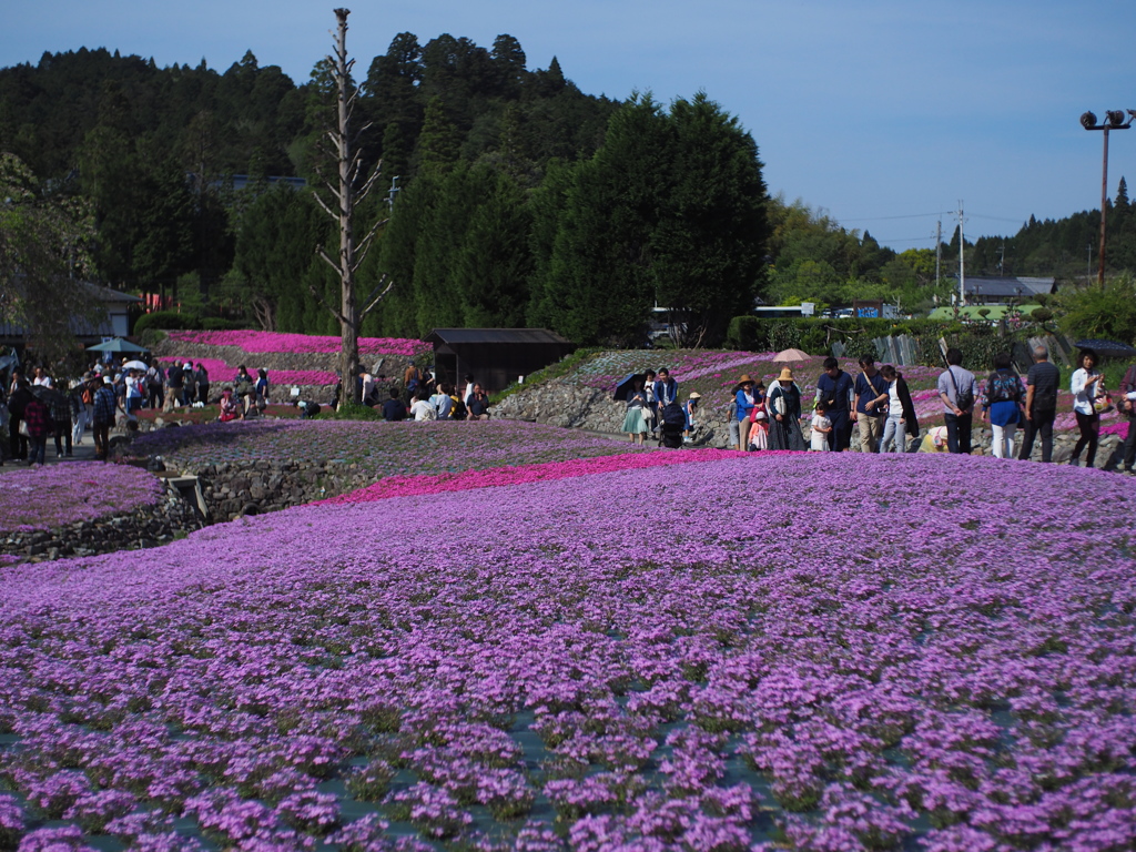 永沢寺　芝桜の絨毯
