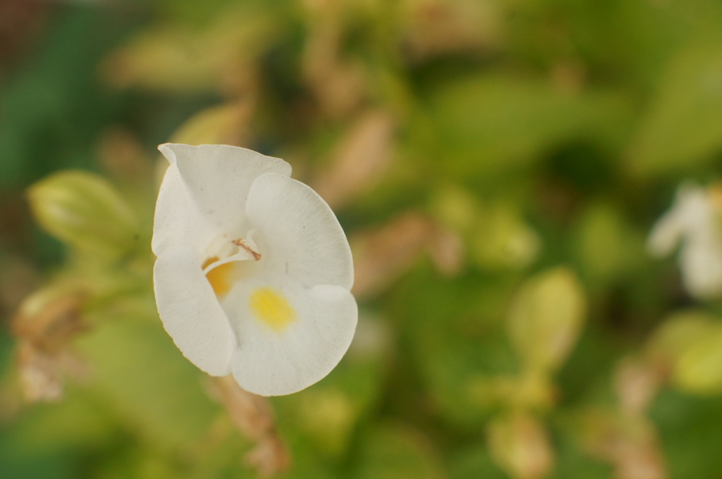 丸い白い花 By Kozzytan Id 写真共有サイト Photohito