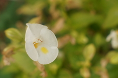 丸い白い花