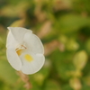 丸い白い花