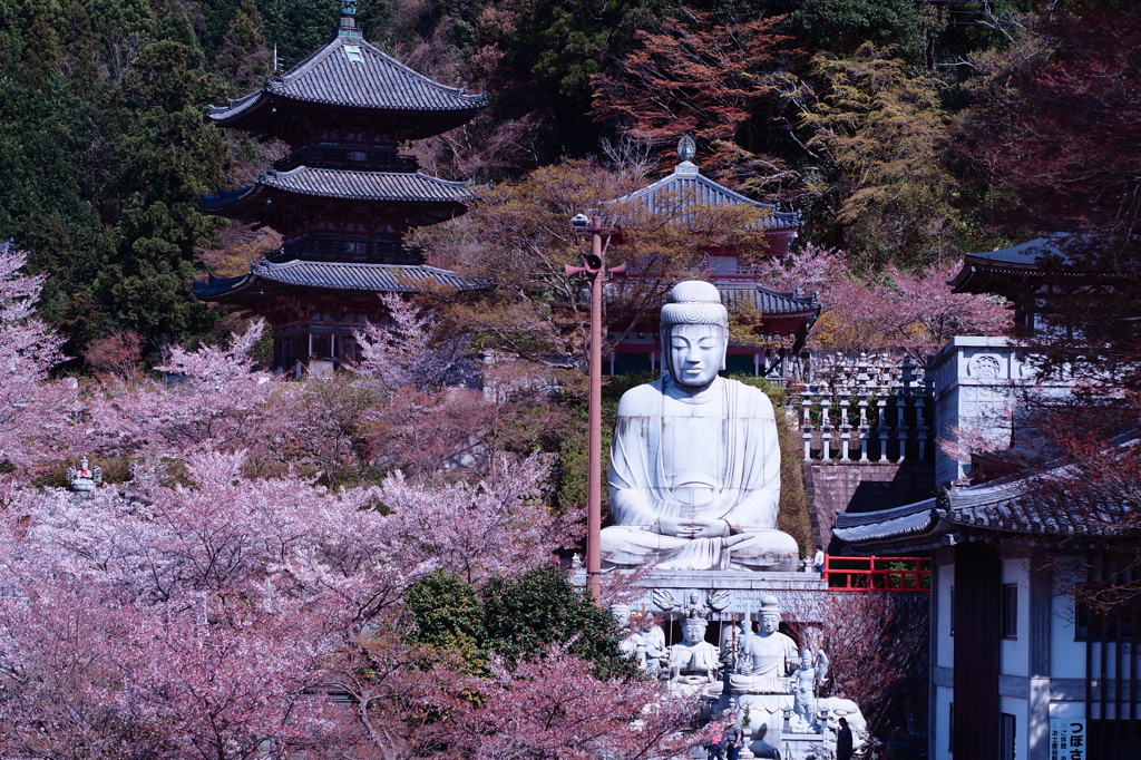 桜と大仏