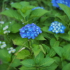 紫陽花
