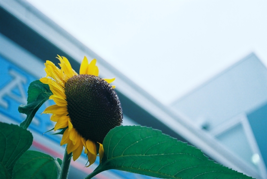 太陽を待ちわびて