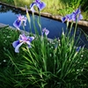 花菖蒲