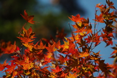 犬鳴山の紅葉　３