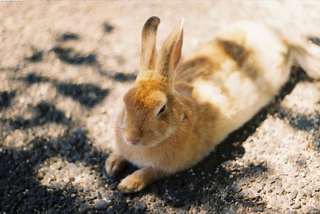 大久野島のうさぎさん6