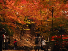 朱色の天蓋