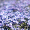 永沢寺　芝桜の絨毯　２