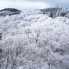 樹氷の世界７