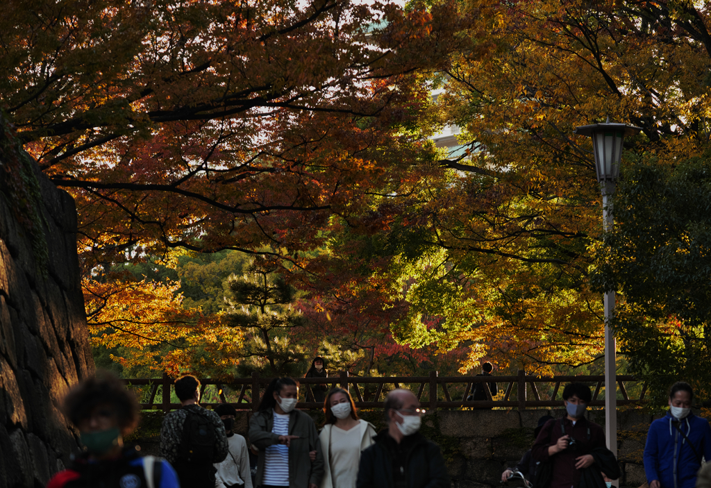 紅葉の天蓋