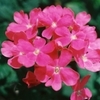 ちいさな花