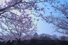 昼の桜と天守閣