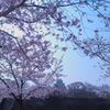 昼の桜と天守閣