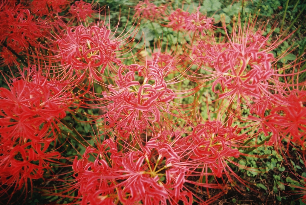 彼岸花の群生　その２