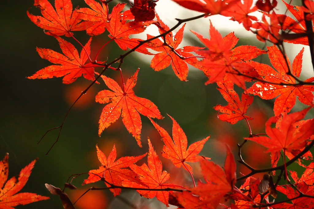 犬鳴山の紅葉