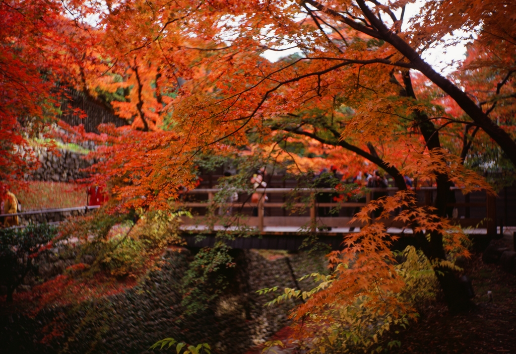 6x9判の紅葉