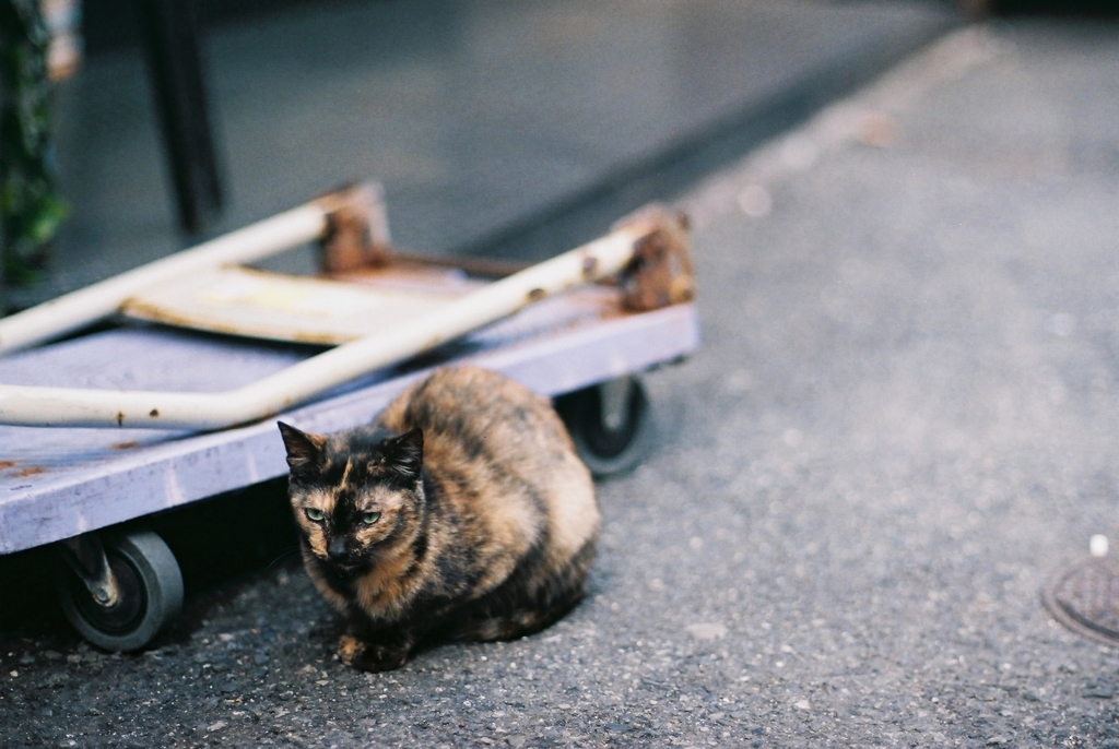 道端の猫