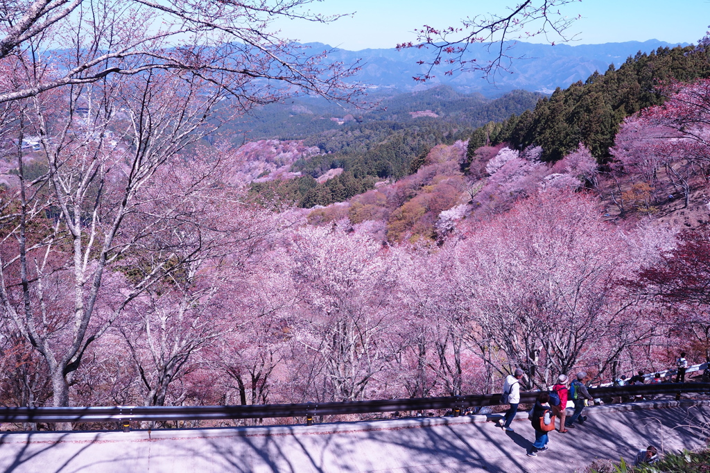 吉野山　中千本　桜