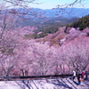 吉野山　中千本　桜