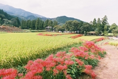 彼岸花の揺れる道　その３