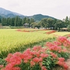 彼岸花の揺れる道　その３