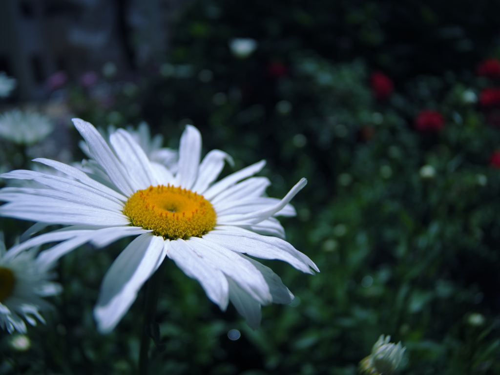 ヒナギクの花