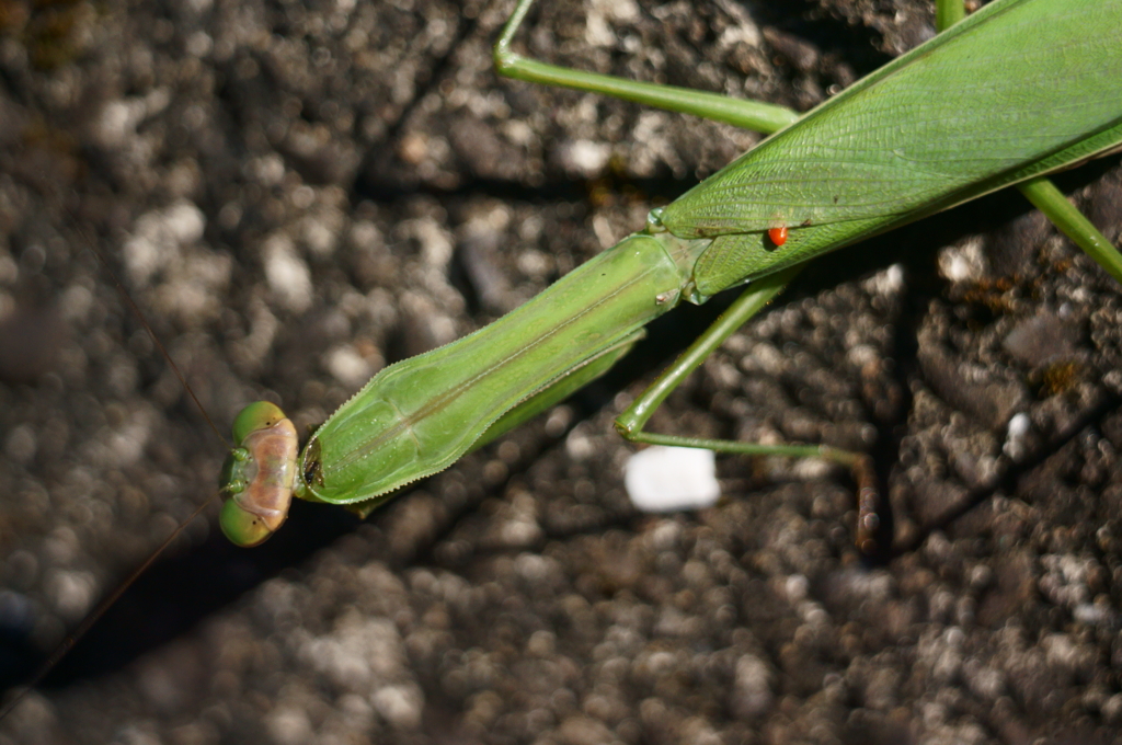 カマキリ師匠