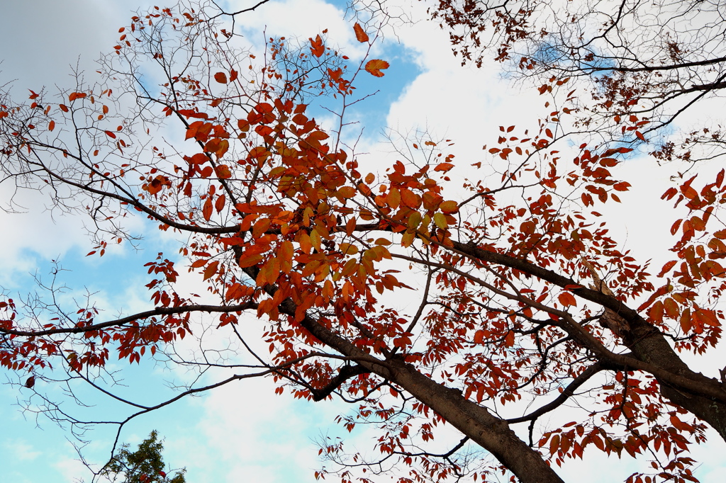 枯れ紅葉
