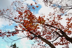 枯れ紅葉
