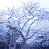 樹氷の世界５