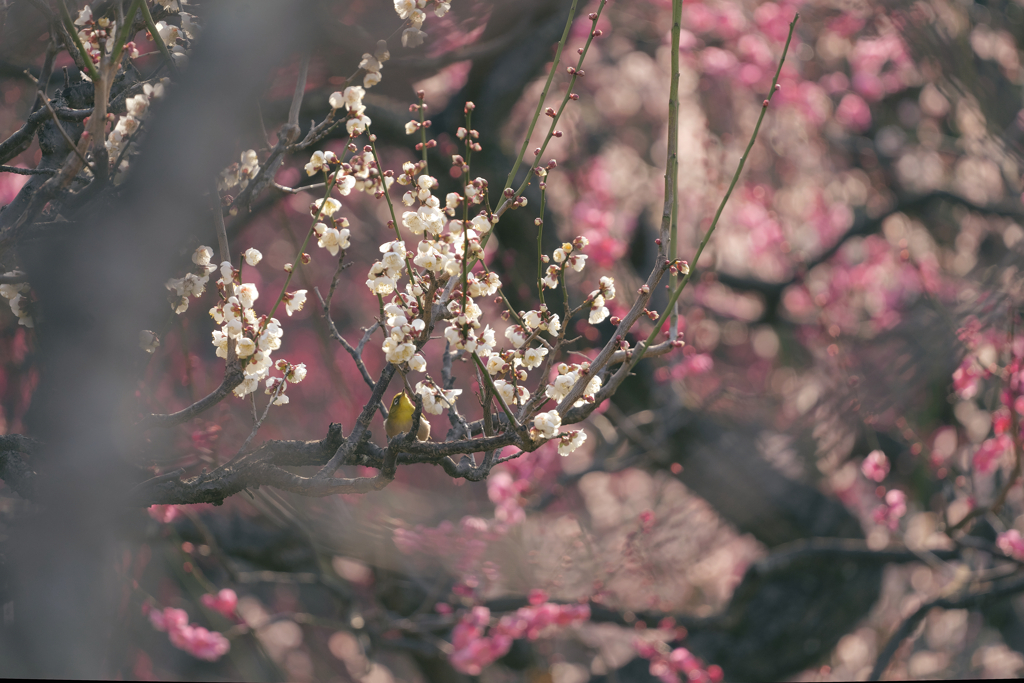 梅の花とメジロ