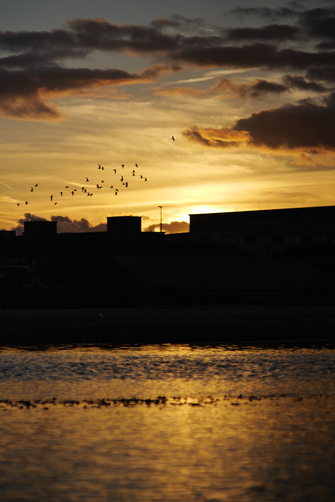 夕焼けの空と鳥の群れ