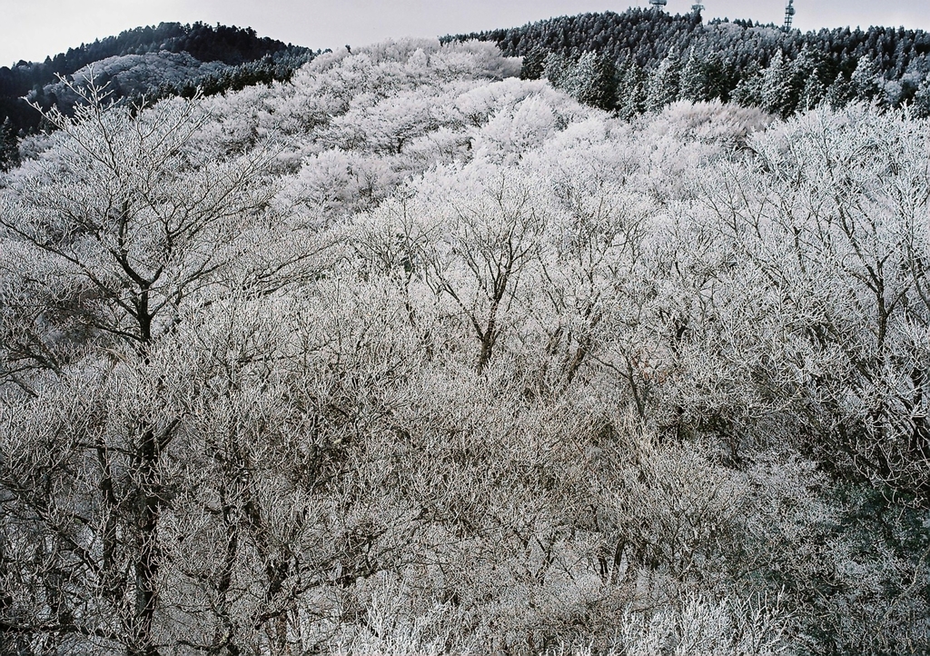 樹霜林