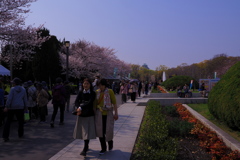 昼の桜と天守閣 2
