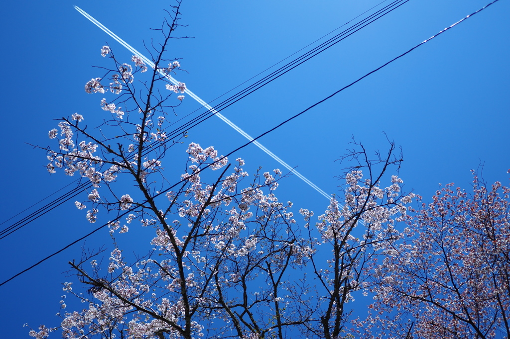 吉野山　中千本　桜　その３