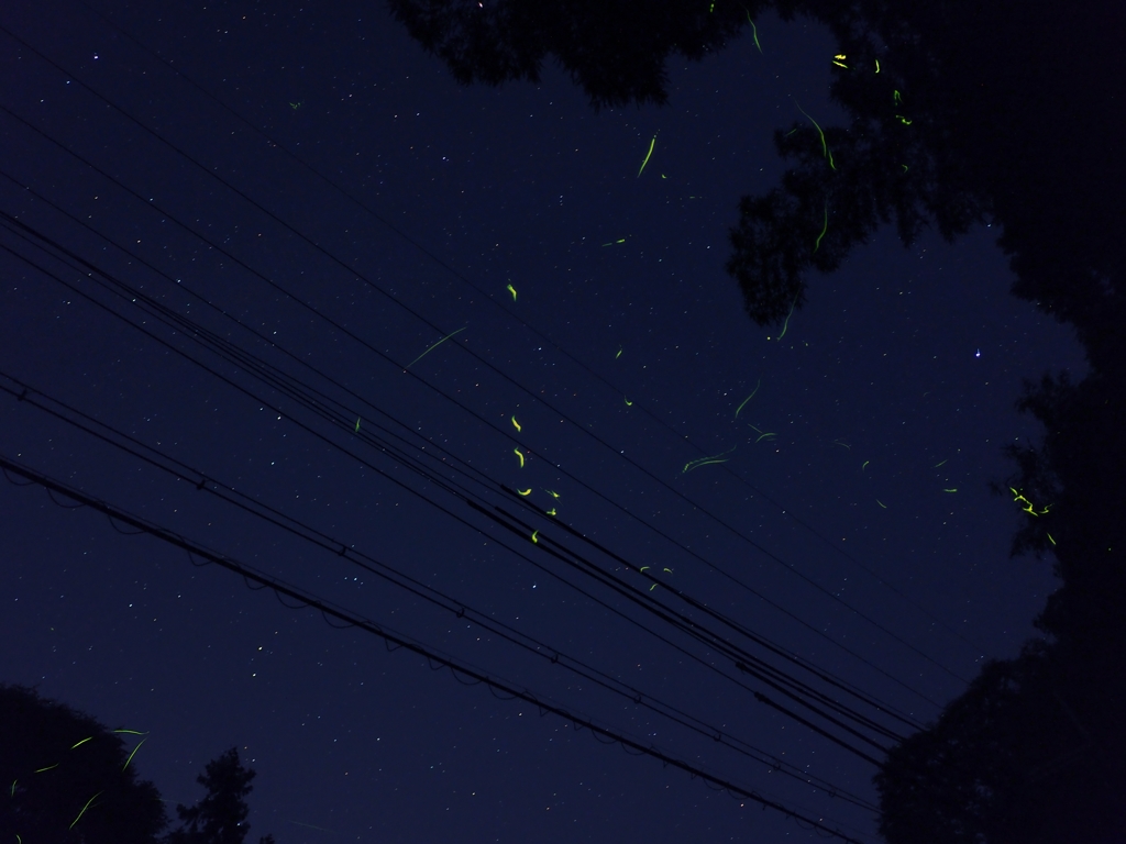 蛍の流星群